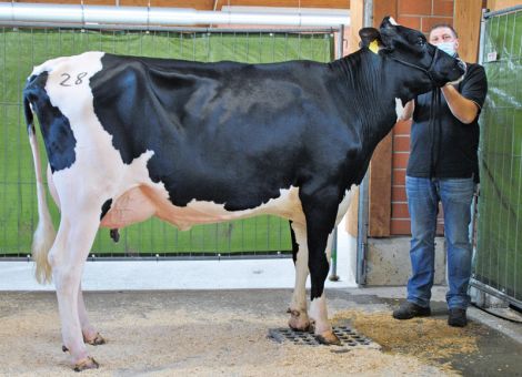 Qualität bei den Färsen in Alsfeld gefragt