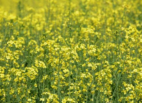 Zu wenig Niederschlag bis zum Ende der Blüte