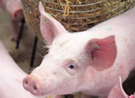 Wirtschaftlichkeit der dritten Phase der Initiative Tierwohl berechnet