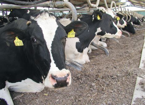Langes Liegen gleich hohe Milchleistung?
