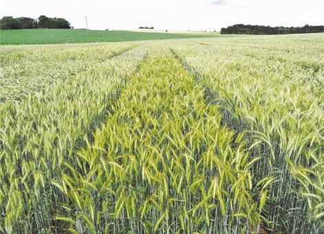 Wintertriticale ist gut durch das Jahr gekommen