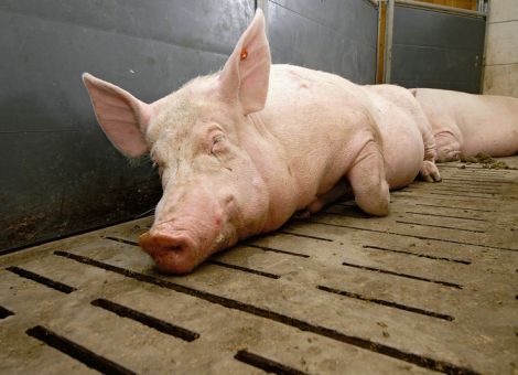 Futterkurve muss zur Sauengenetik passen