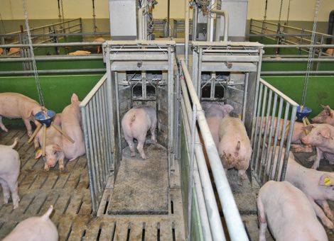 Futterprotein reduzieren – Leistung bleibt erhalten