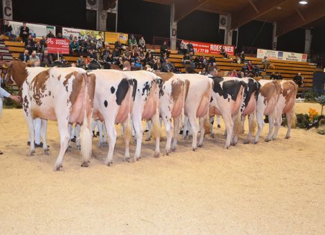 RZ€ als neues Selektionskriterium für die Holstein-Zucht