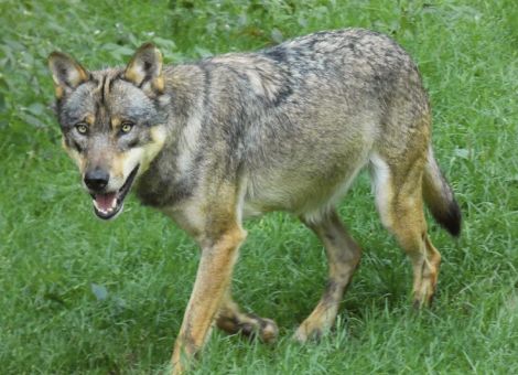 Gemeinsam mit Weidetierhaltern Lösungen entwickeln 