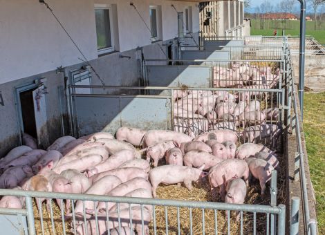 Zustimmung der Länder für Neuausrichtung der Tierhaltung