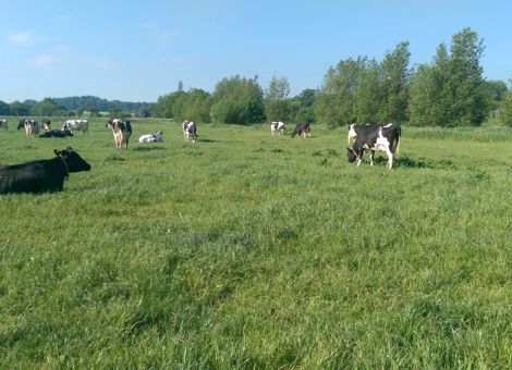 Neospora caninum als Abortursache