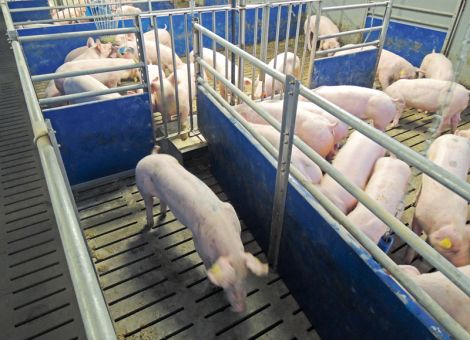 Ebermast – was bringen mehr Fläche und mehr Fressplätze?