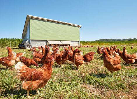 Corona beflügelt regionale Eier-Erzeugung