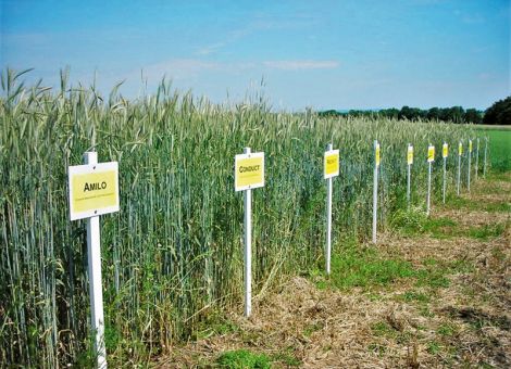 Die Trockenheit war auch dem Roggen zu viel