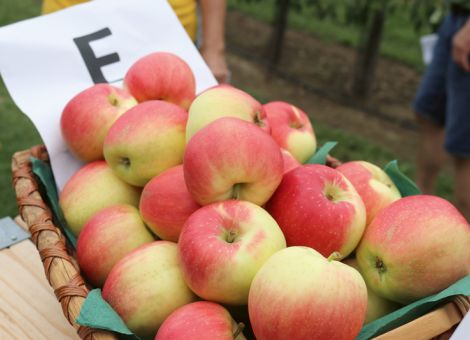 Apfeltag am DLR Rheinpfalz in Klein-Altendorf