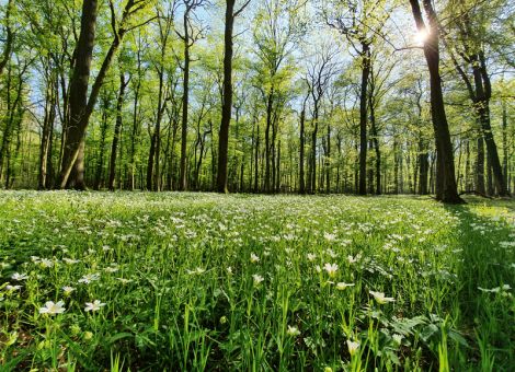 Wälder im Hessischen Ried sollen überflutet werden