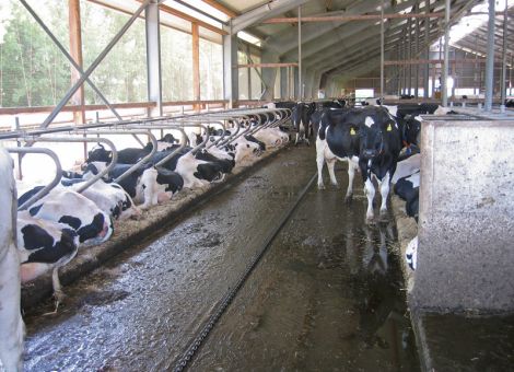 Lösungen für zukünftige Rinderställe 