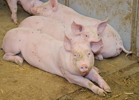 Auch im Maststall regelmäßig Fieber messen