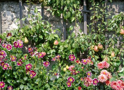 Die richtigen Birnensorten für große und kleine Gärten