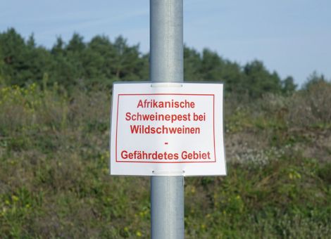 Anreize für verstärkte Jagd auf Wildschweine schaffen