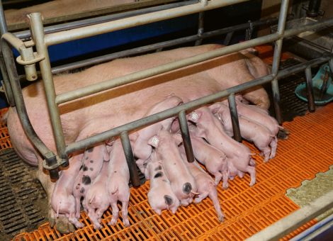 Bundesregierung startet Förderprogramm für Stallumbau