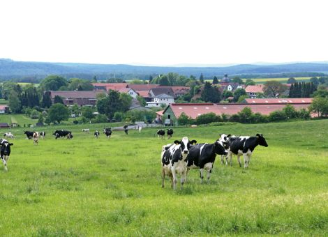 Warum gehen Kühe zu früh ab?