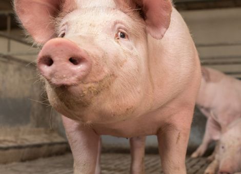 ASP in Deutschland: Wichtige Absatzmärkte weggebrochen