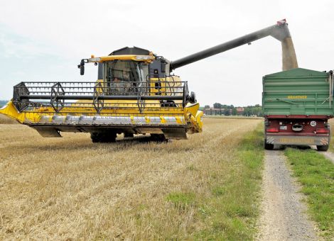 Brotgetreide qualitativ auf einem guten Niveau