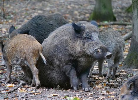 Länder signalisieren bei ASP-Bekämpfung Solidarität