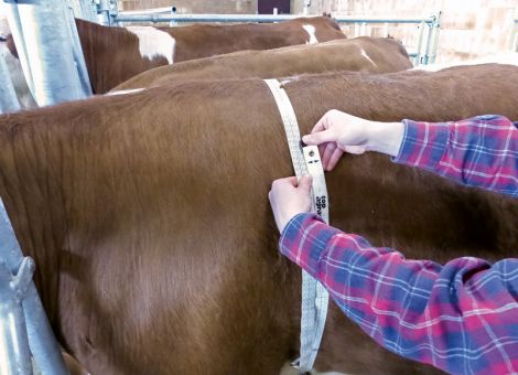 Jungrinderaufzucht: Futterplanung auf die Haltung abstimmen