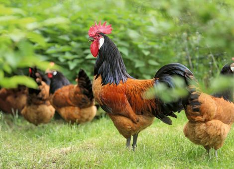 Soja- oder Ackerbohne als Futter für Zweinutzungshühner?