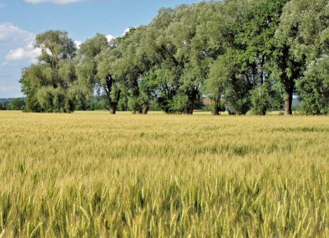 Über die Hälfte des Durums als Winter-Hartweizen gesät