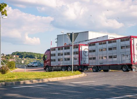 Schweinestau bringt Landwirte in Notlage