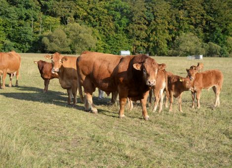 Limousin im Vollerwerb in Schlitz-Unterwegfurth