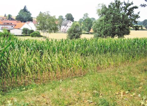 Trockenschäden durch Hecken und Hochstämme am Ackerrand