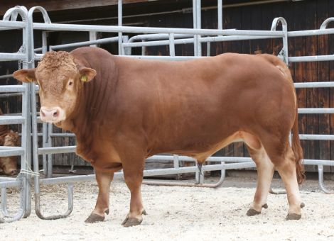 Erster Neumühler Bullentag erfolgreich durchgeführt