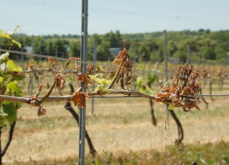 Ernteversicherungen für Winzer werden vom Land gefördert