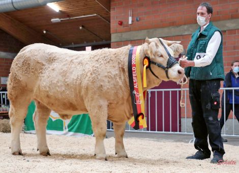 Siegertitel für hessische Charolais