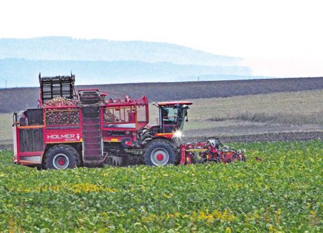 Zuckerrübenernte rund 15 Prozent unter Durchschnitt