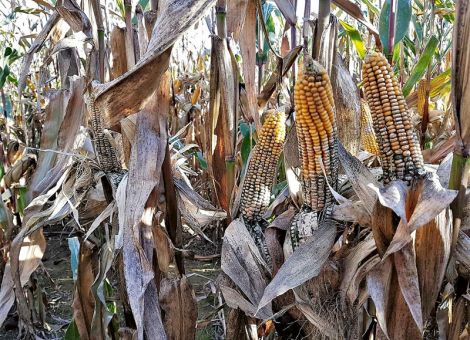 Krankheitserreger statt Bio-Pflanzenschutzmittel