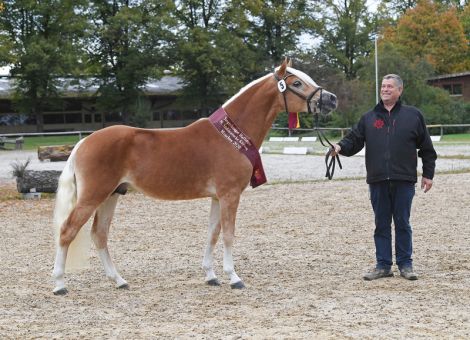 Haflinger Siegerhengst Age kommt aus Hessen