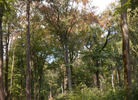 Welche Strategie ist für die Waldbesitzer richtig?