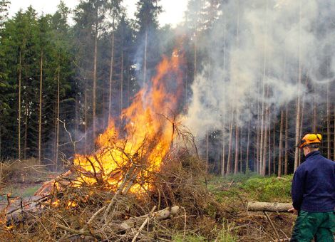Preisverfall bei Fichte – Holzmarkt zusammengebrochen
