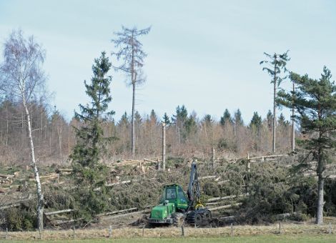 Zustand des Waldes in Hessen so schlecht wie noch nie