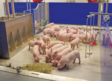 Neuer Modellstall für Schweine am LWZ Eichhof in Betrieb