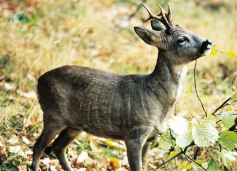Gleichstellung von Wild und Wald