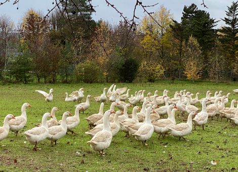 Hochspezialisierter Geflügelhof mit Gänsen in der Wetterau