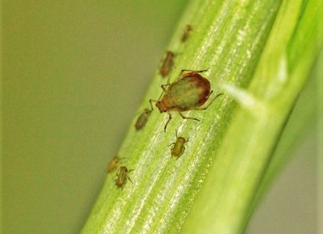 Langzeituntersuchung zu Insektenfängen ausgewertet