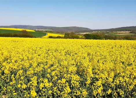 Waldhonigernten in Gefahr