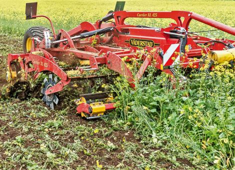 Zwischenfrüchte nicht zu früh umbrechen 