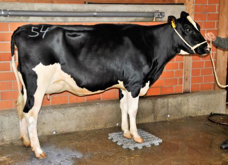Dynamischer Verlauf bei der Zuchtviehauktion in Alsfeld 