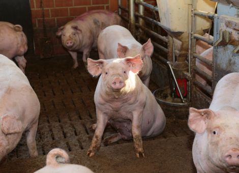 Einkommen der Schweinehalter im freien Fall