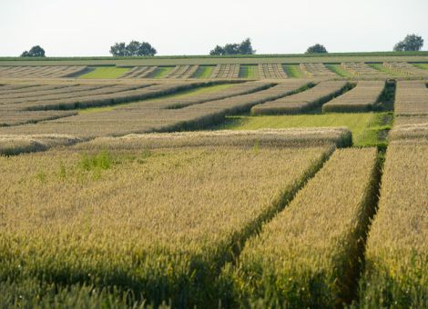 Ertragszuwächse vor allem durch bessere Pilzresistenzen