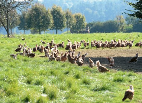 Tierkörperbeseitigung bleibt mit hohen Kosten verbunden